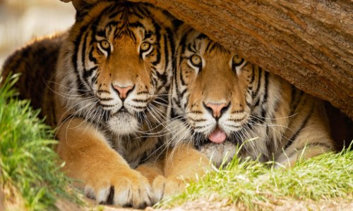 Kanha & Bandhavgarh Spiritual & Wildlife Tour